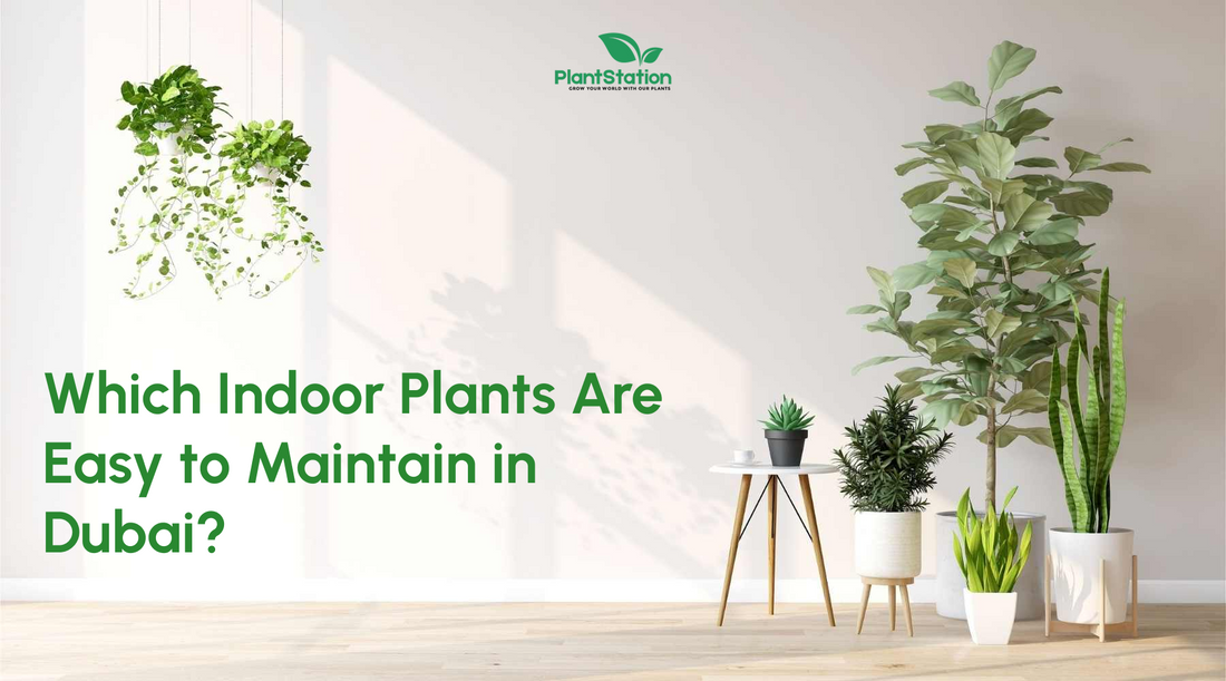 Which Indoor Plants Are Easy to Maintain in Dubai?