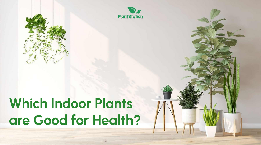 Which Indoor Plants are Good for Health?