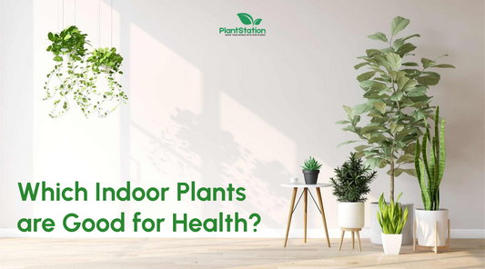 Which Indoor Plants are Good for Health?