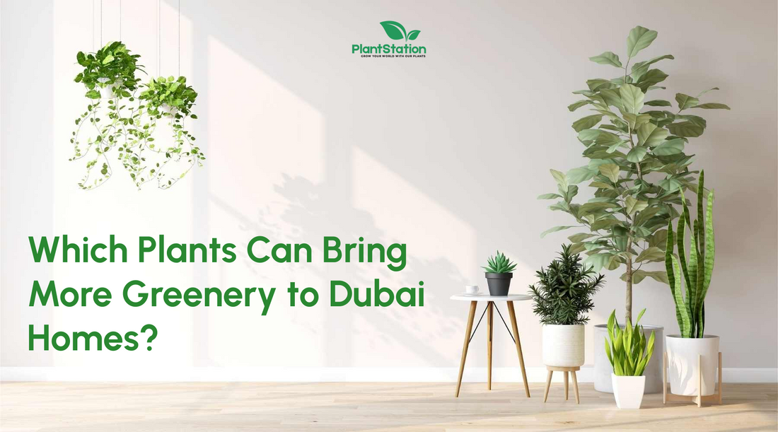 Which Plants Can Bring More Greenery to Dubai Homes?