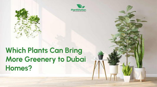Which Plants Can Bring More Greenery to Dubai Homes?