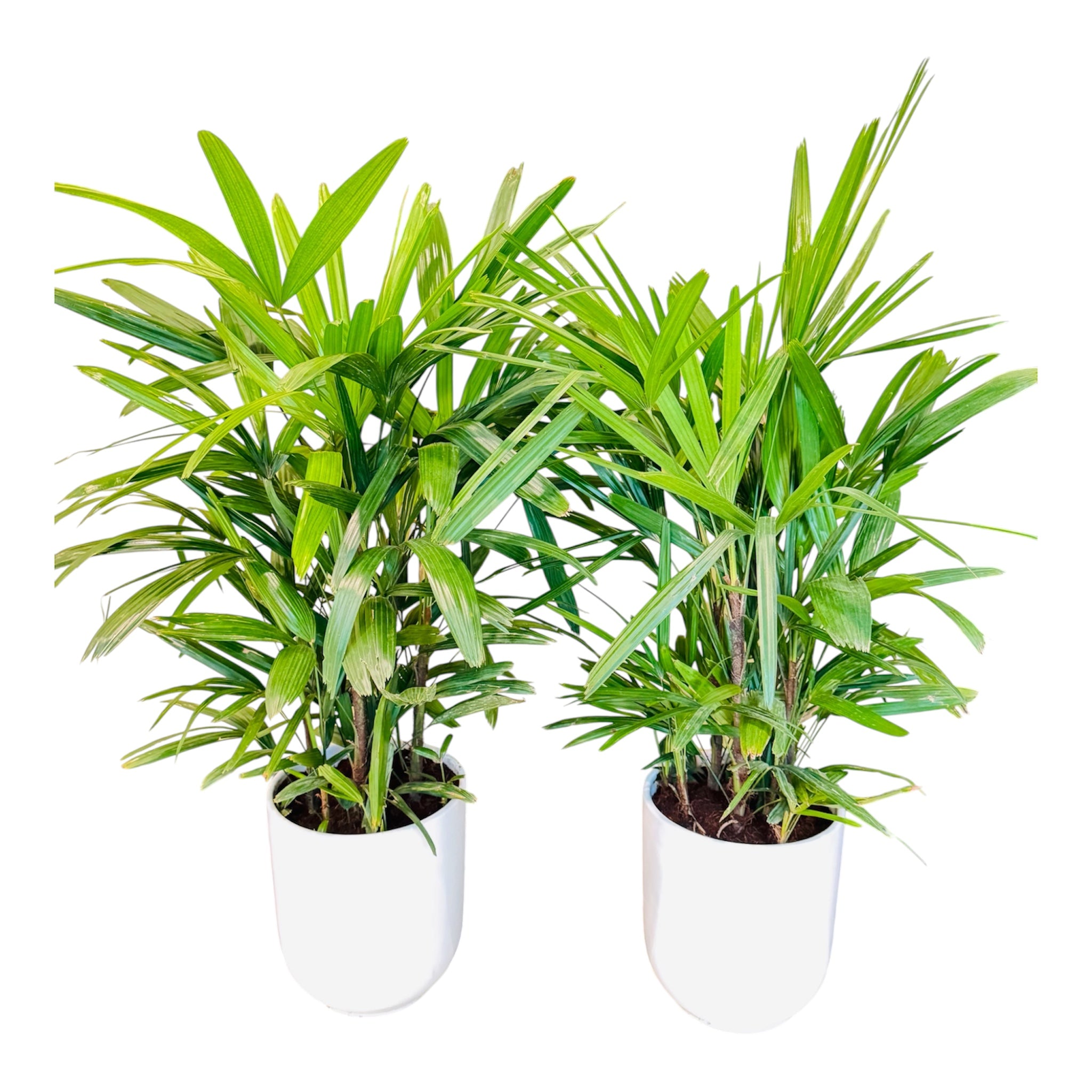 Bundle Offer – 2 x Lady Palm (Rhapis Palm) | 100 CM with Ceramic Pots