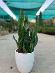 Green Snake Plant with Ceramic Pot
