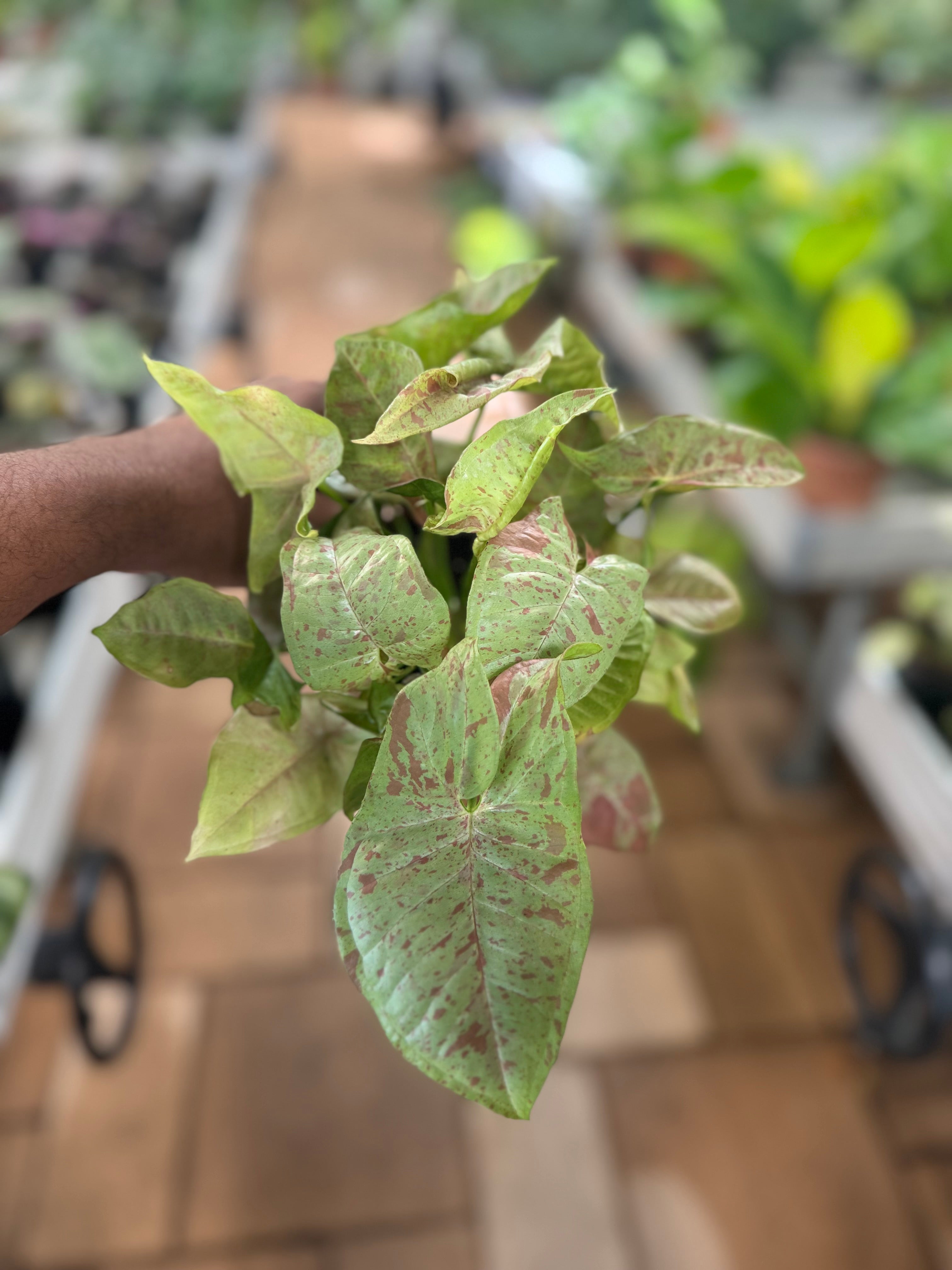 Syngonium Milk Confetti