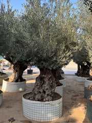 Olive Tree – Gnarled Old Trunk | Height approx. 2.8 m (280 cm)