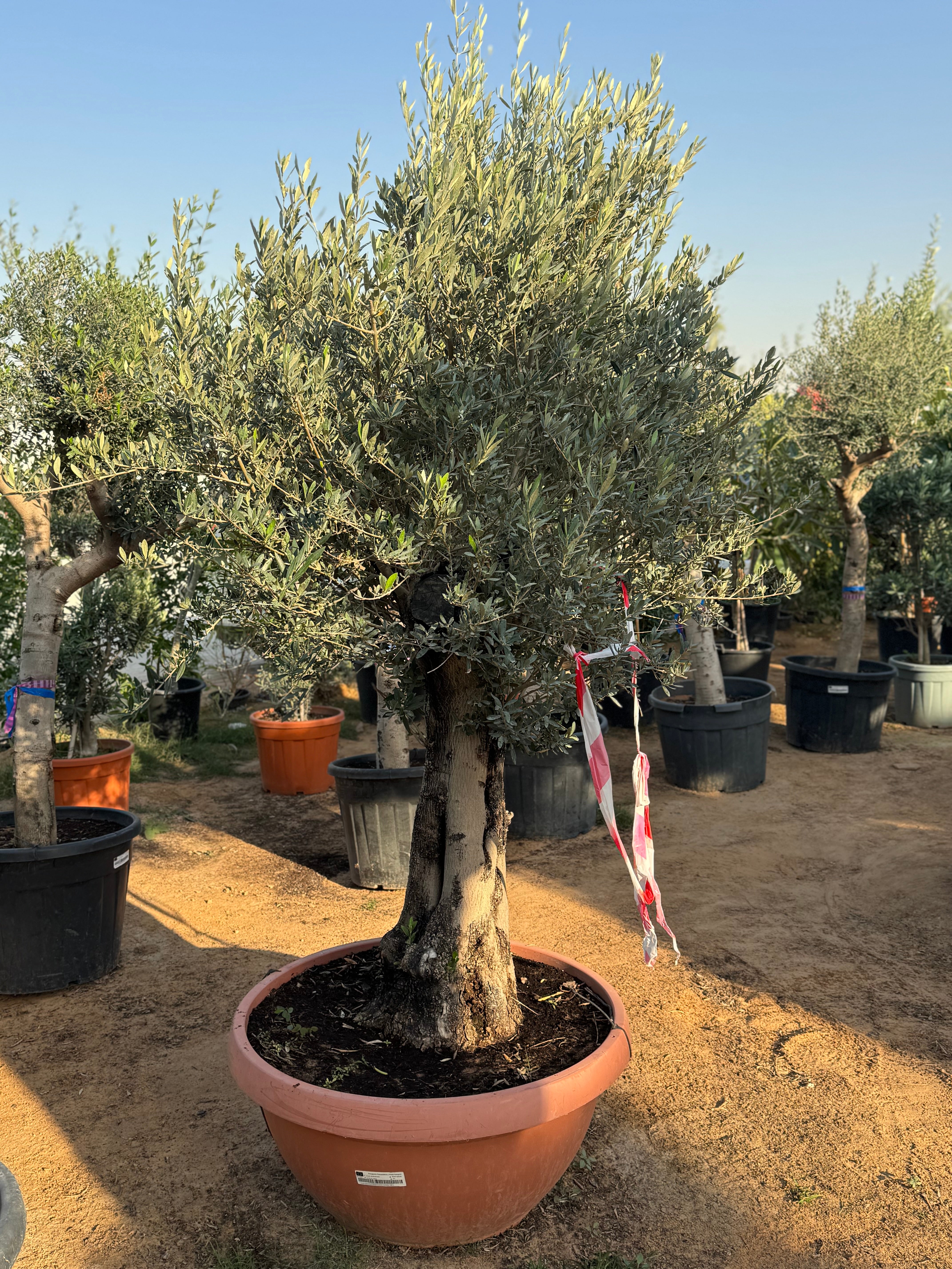 Thick Trunk Olive Tree – 180 cm & 200 cm