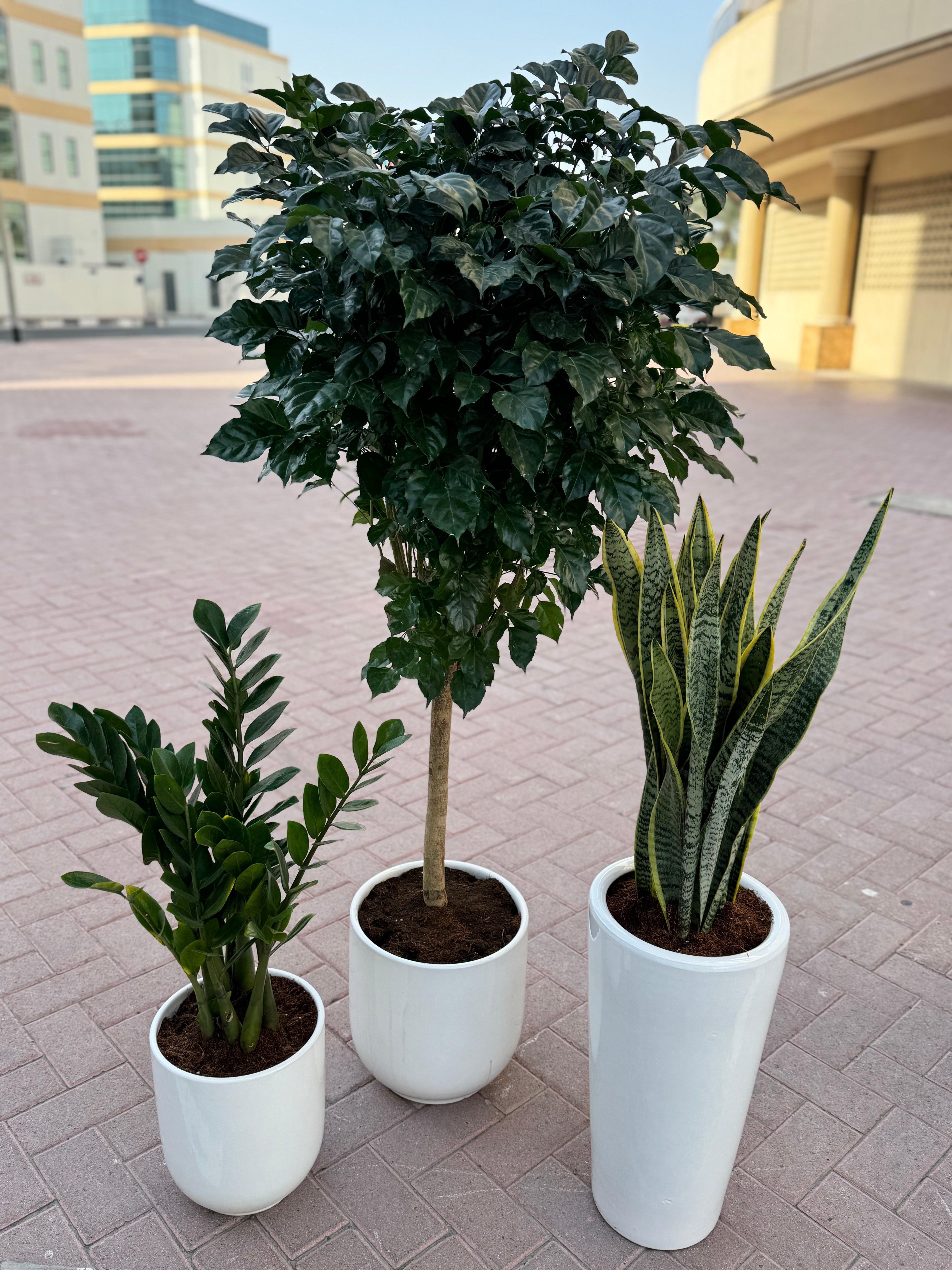🌿 Indoor 3 Plant Bundle – Air Purifying & Beginner Friendly