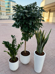 🌿 Indoor 3 Plant Bundle – Air Purifying & Beginner Friendly