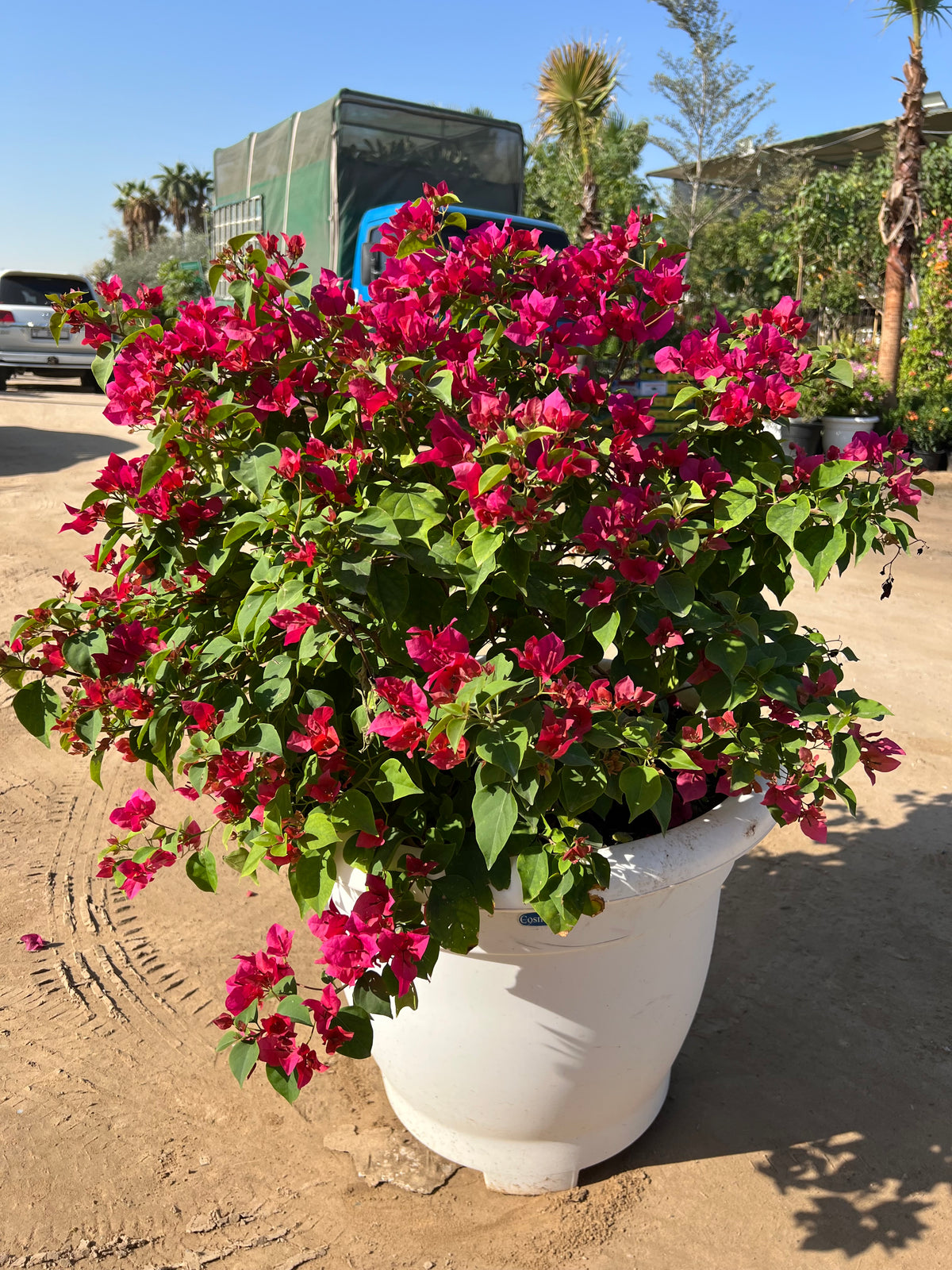 Bougainvillea – Big