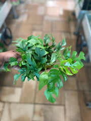 Monstera Minima