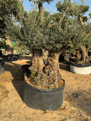 100-Year-Old Olive Tree – Ancient Double Trunk Statement