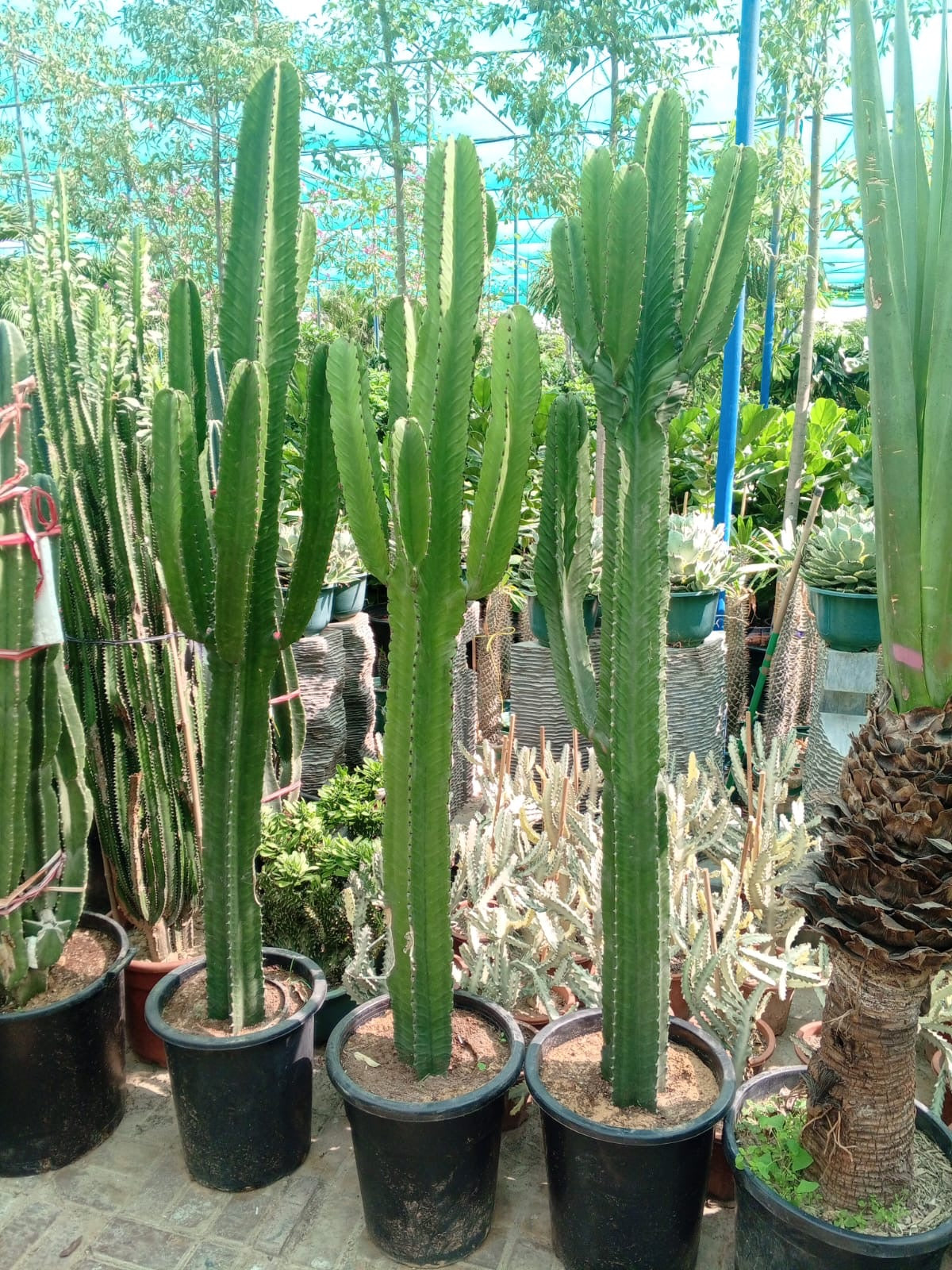 Euphorbia Abyssinica Cactus 2mtr