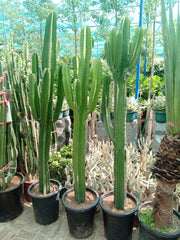 Euphorbia Abyssinica Cactus 2mtr