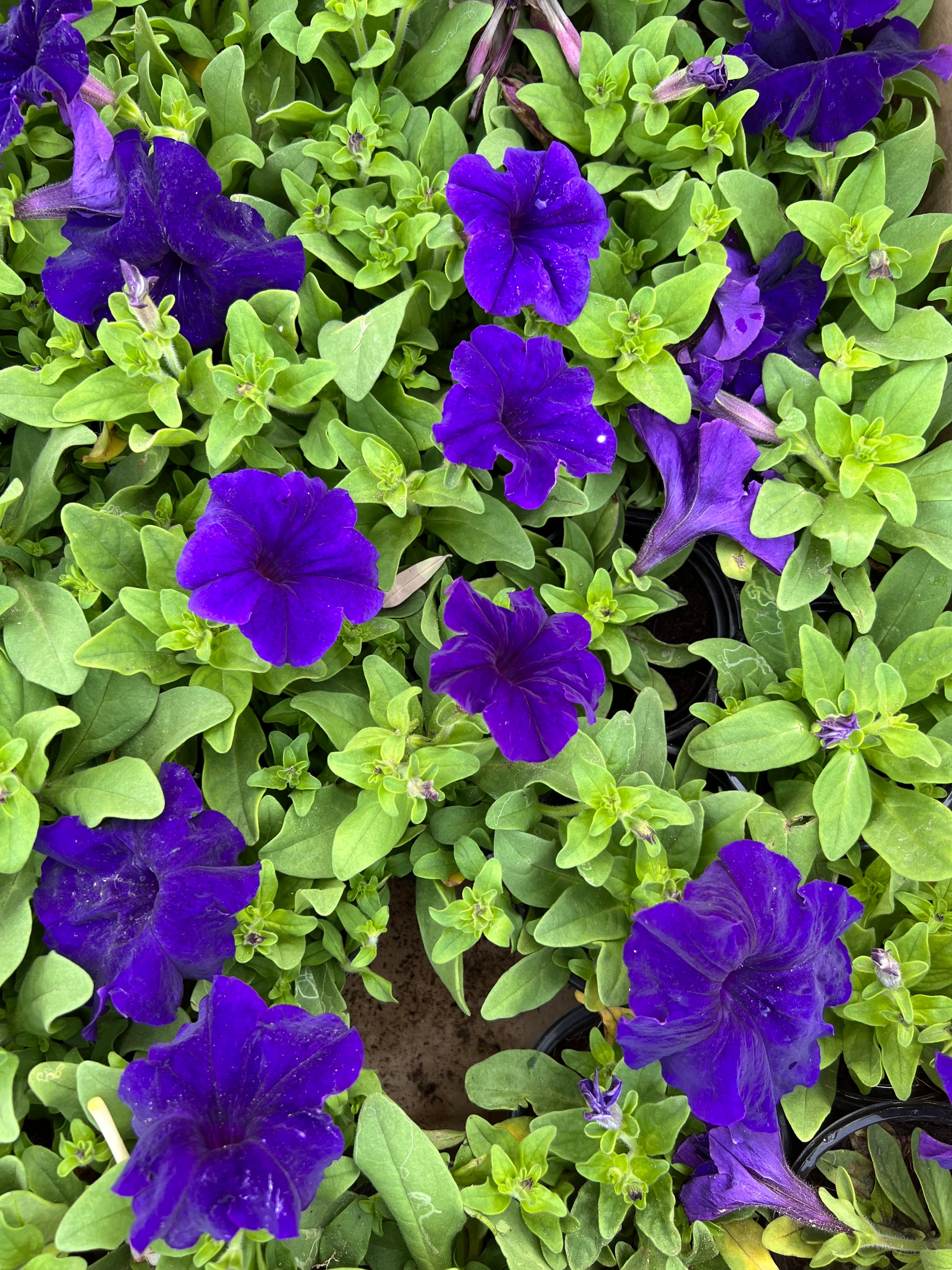 petunia flower Box of 30pcs Mix