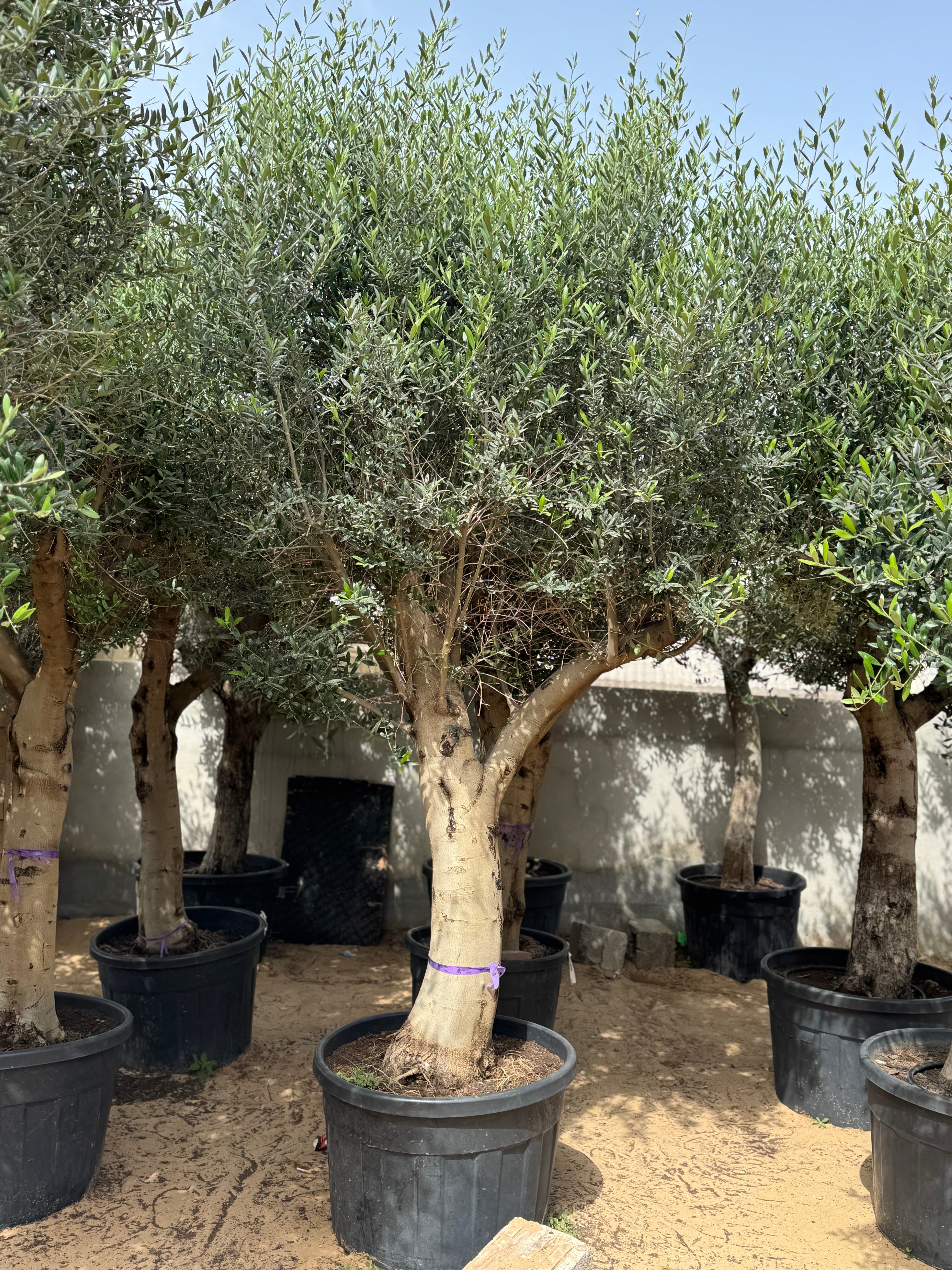 3 Meter Olive Tree (Olea Europaea)