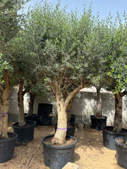 3 Meter Olive Tree (Olea Europaea)