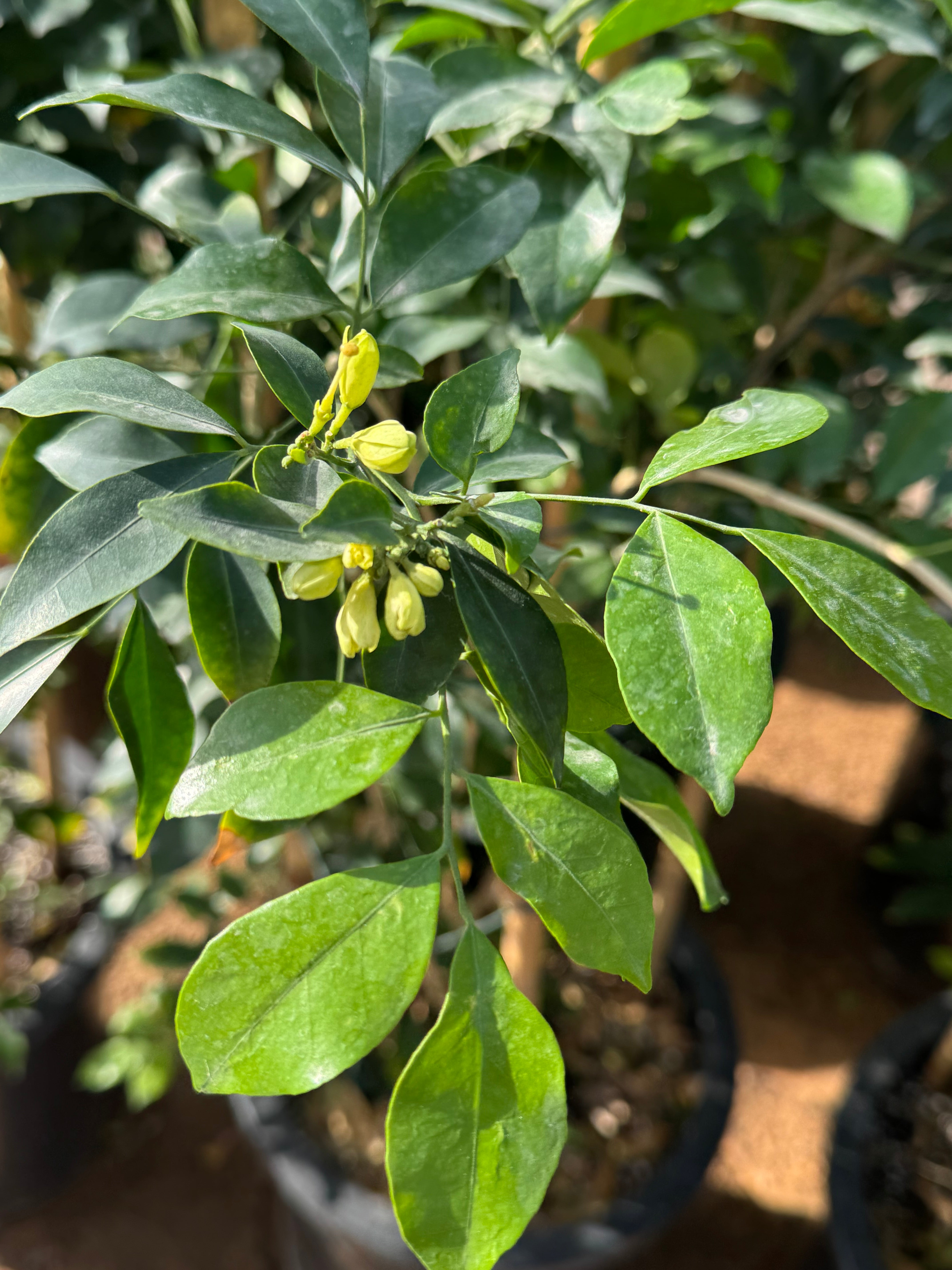 Murraya Jasmine – 110 cm (With Support Frame)