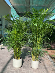 🌿 Areca Palm – 2 Pcs Combo size 150cm| Indoor Plants with Pot (Beginner Friendly)
