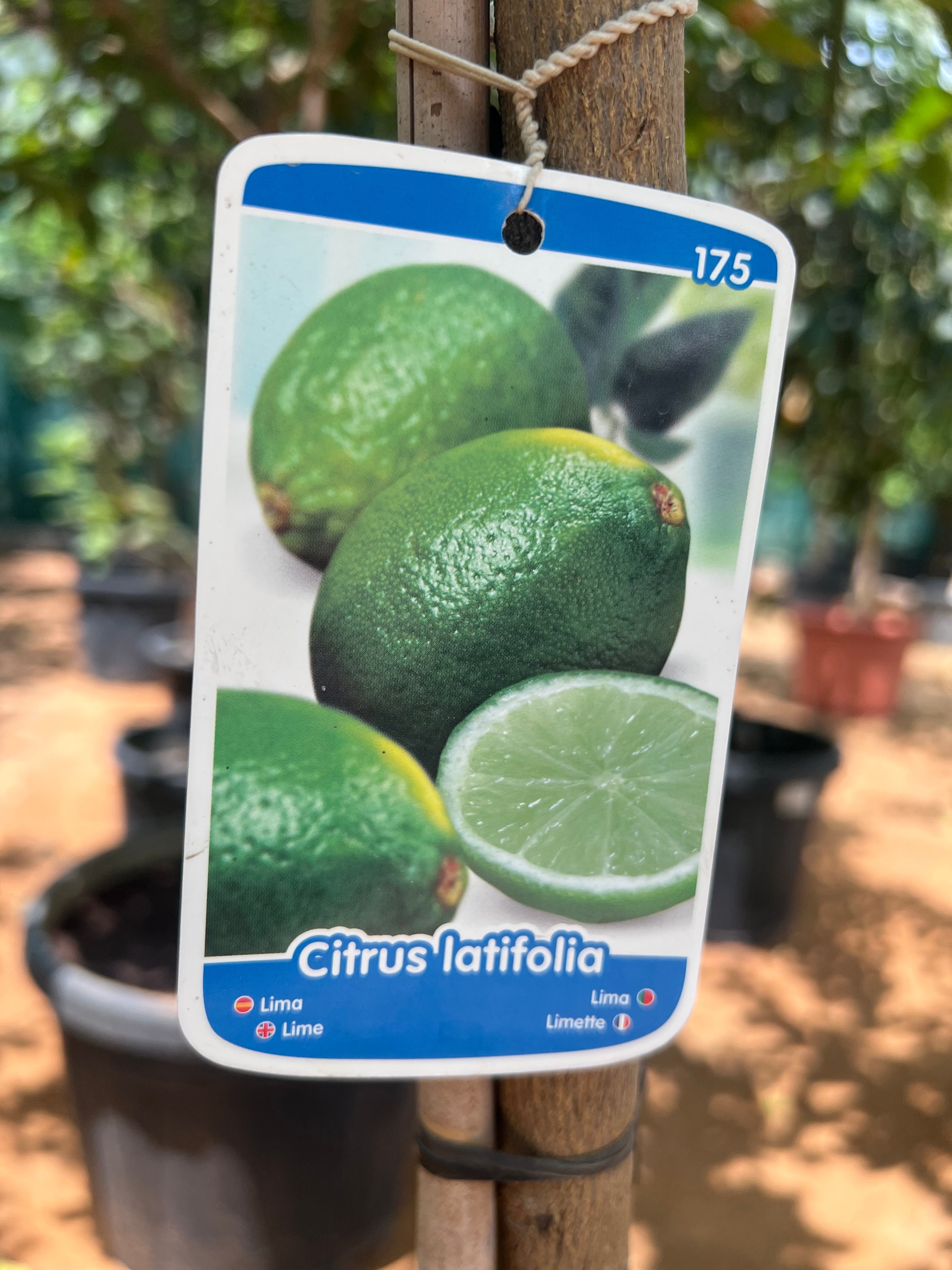 Citrus Lime Tree 200cm
