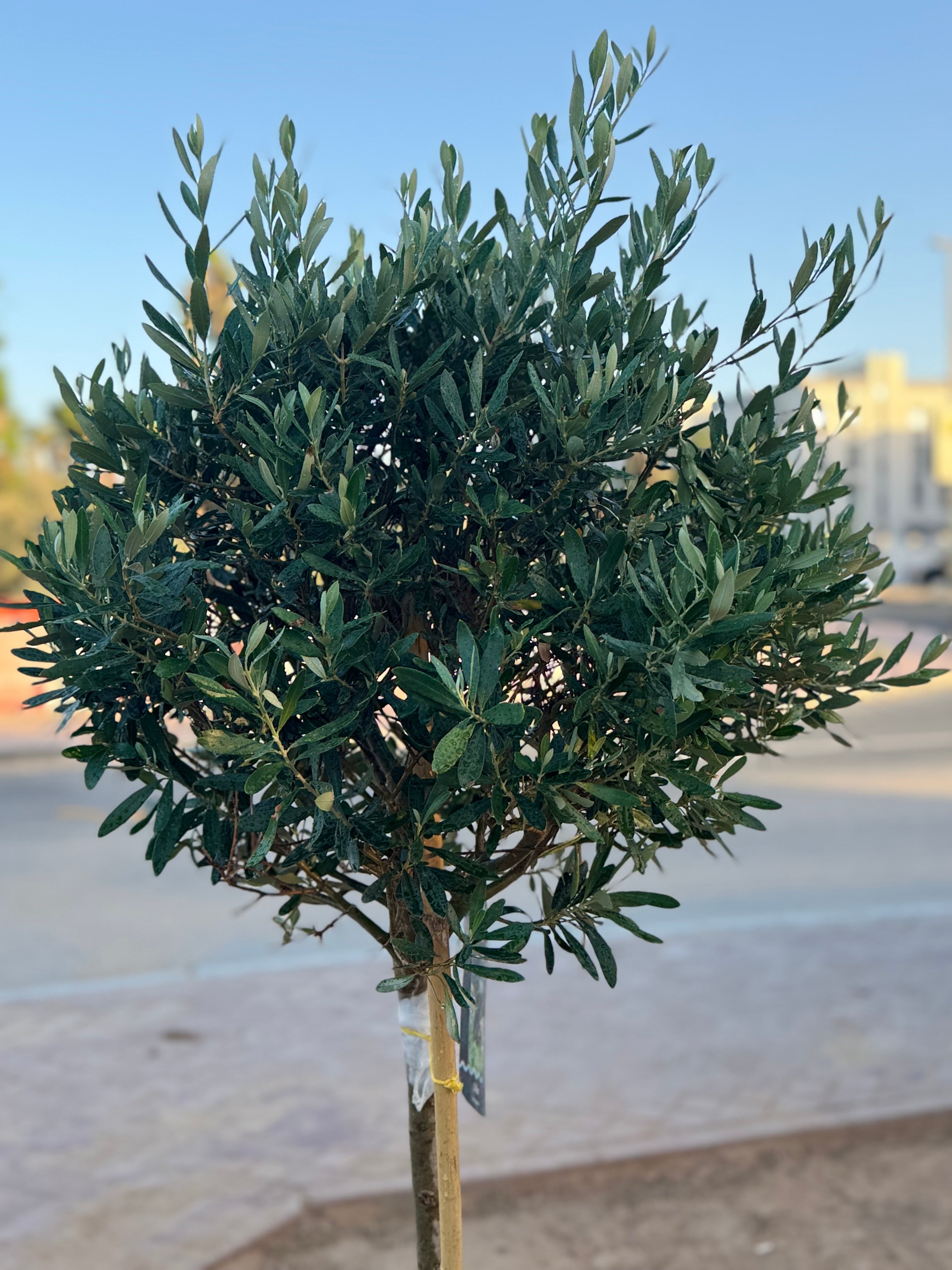 Spanish Olive Tree – 120 CM (With Nursery Pot)