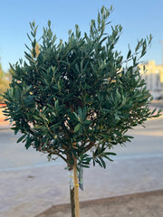 Spanish Olive Tree – 120 CM (With Nursery Pot)