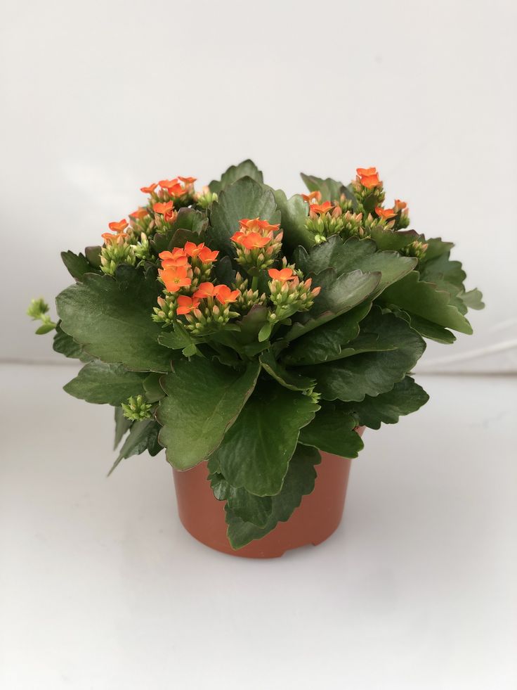 Kalanchoe – Random Color