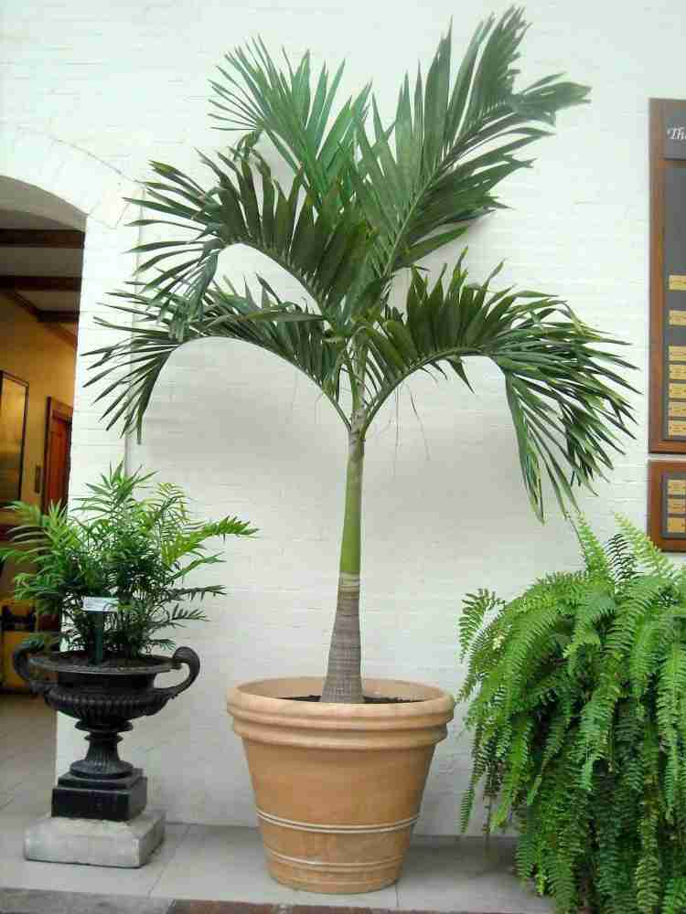 Manila Palm