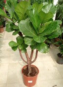 Fiddle Leaf Tree