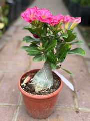 Desert Rose (Adenium) – 30 cm with Nursery Pot
