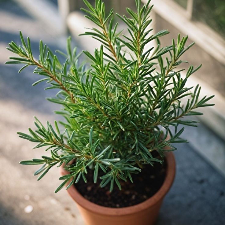 Rosemary (Rosmarinus officinalis)