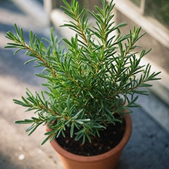 Rosemary (Rosmarinus officinalis)