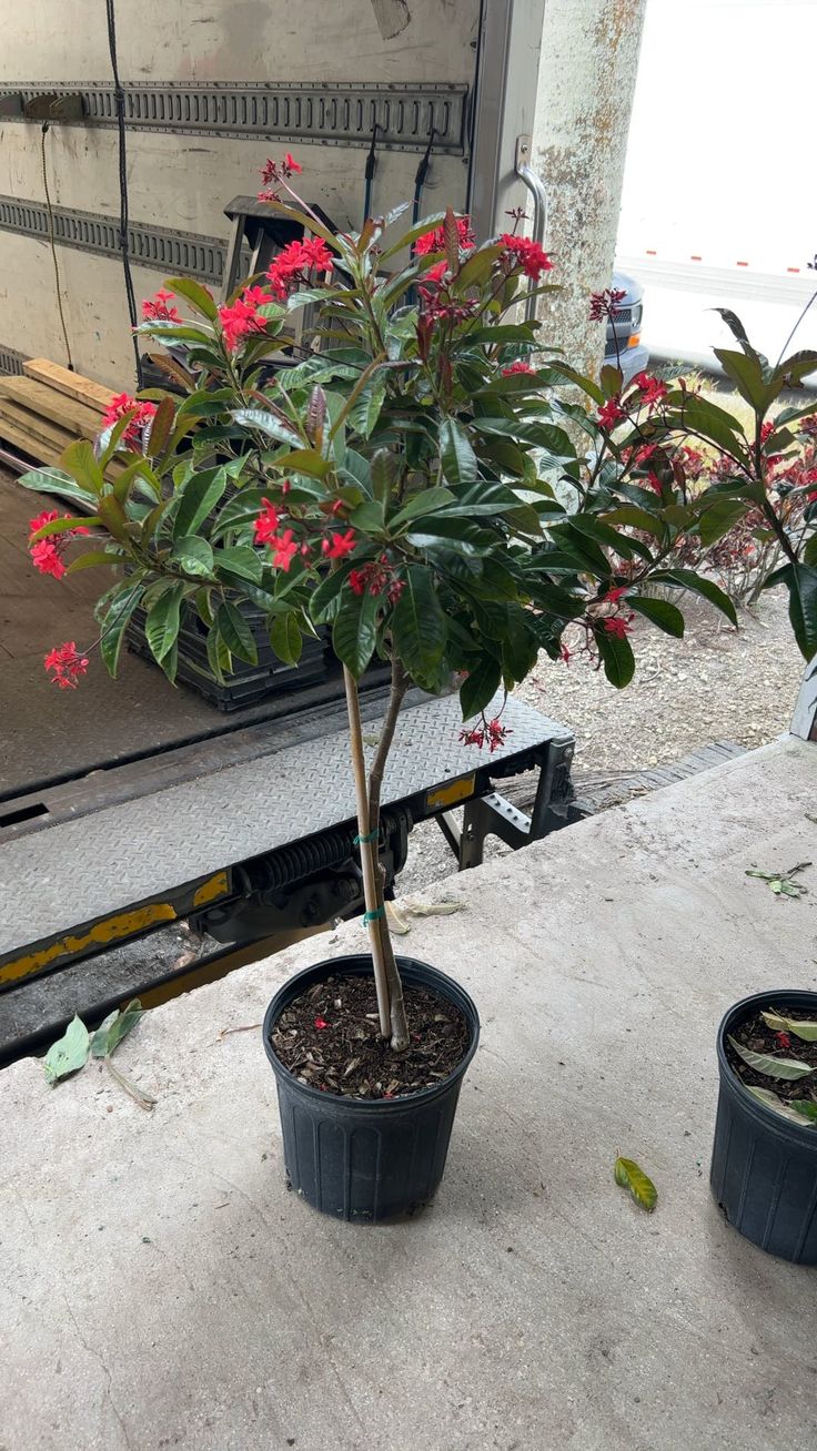 Jatropha Plant (Jatropha curcas)