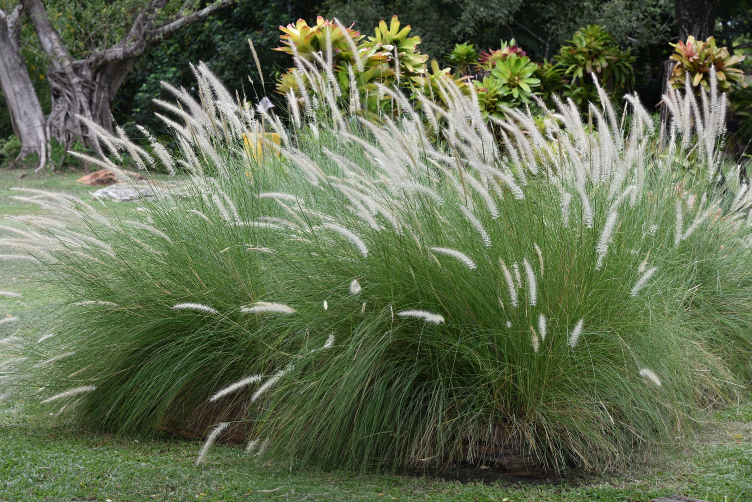 Pennisetum Grass