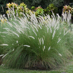 Pennisetum Grass