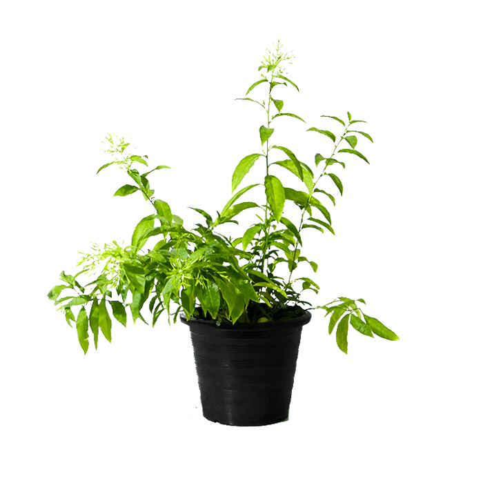 Night Queen or Night-blooming jasmine