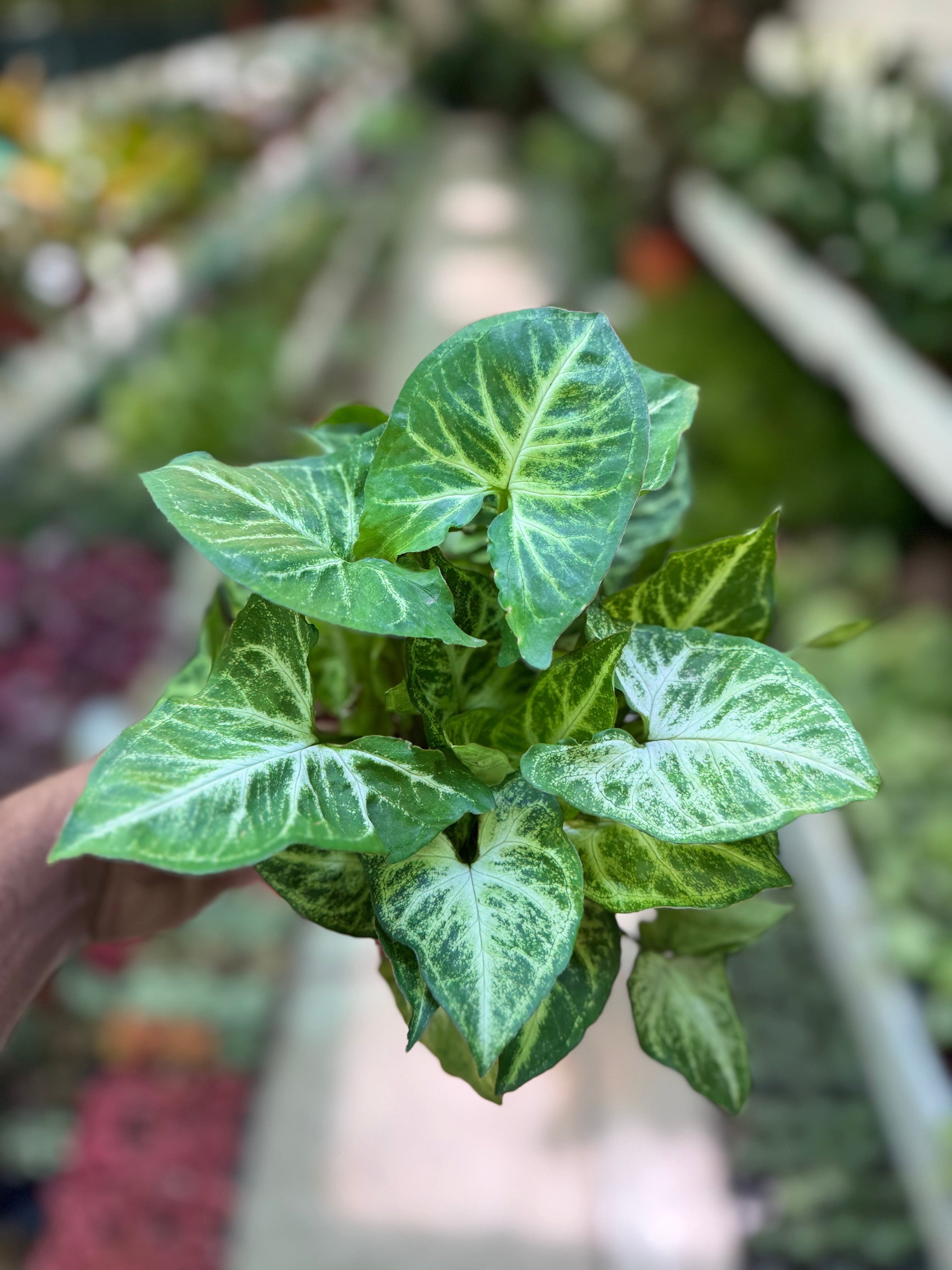 Syngonium Arrow