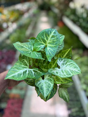 Syngonium Arrow