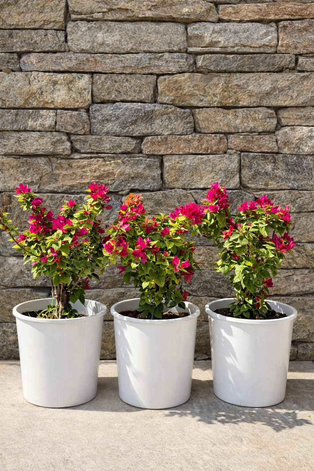 3 Pcs Small Bougainvillea Bundle – Colorful Outdoor Beauty