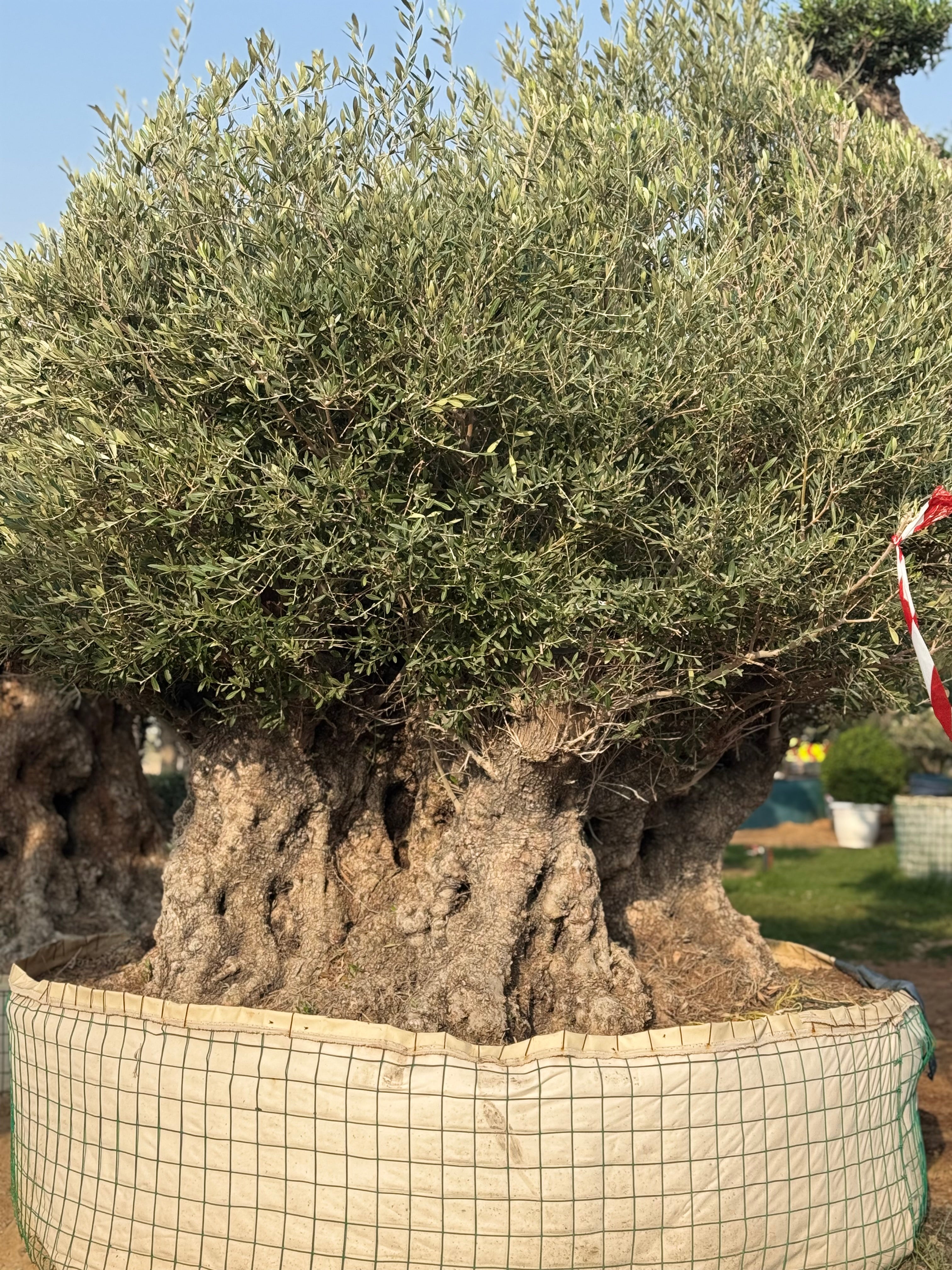 Ancient Olive Tree – Majestic & Timeless Statement Tree