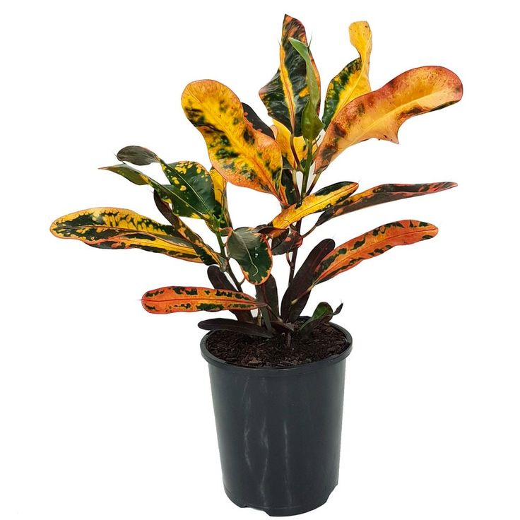 Croton