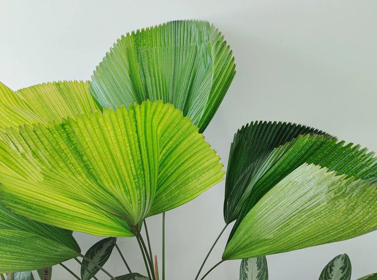 Chinese Fan Palm