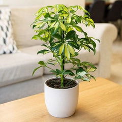 Schefflera arboricola ‘Variegata’