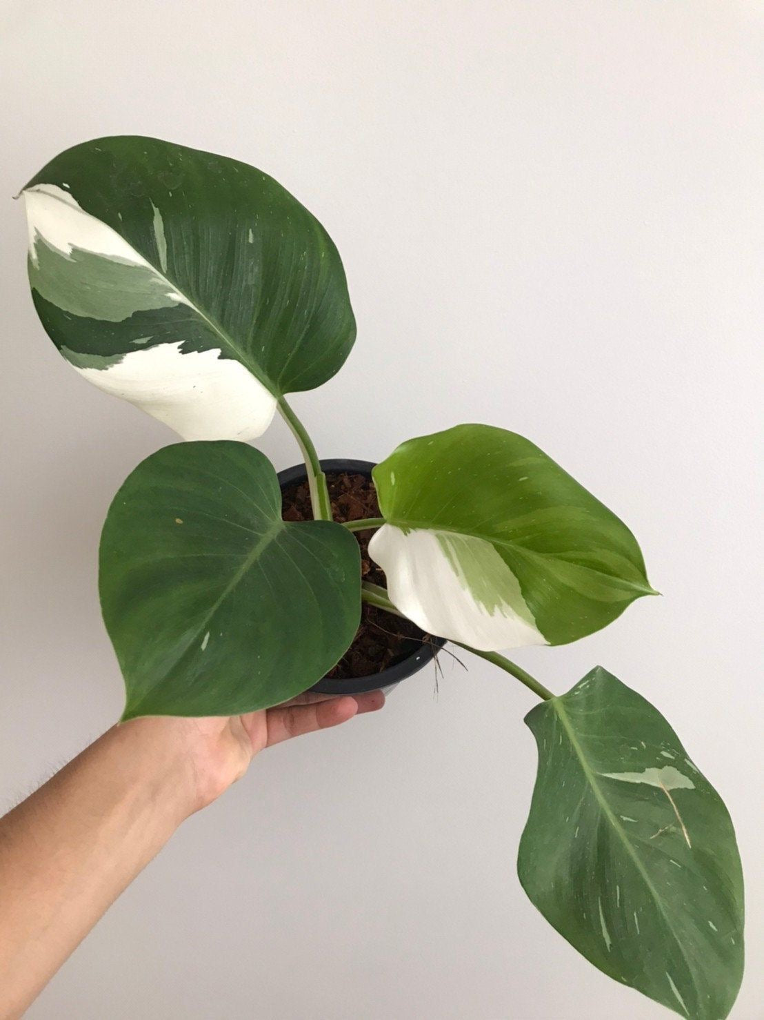 Philodendron White Princess