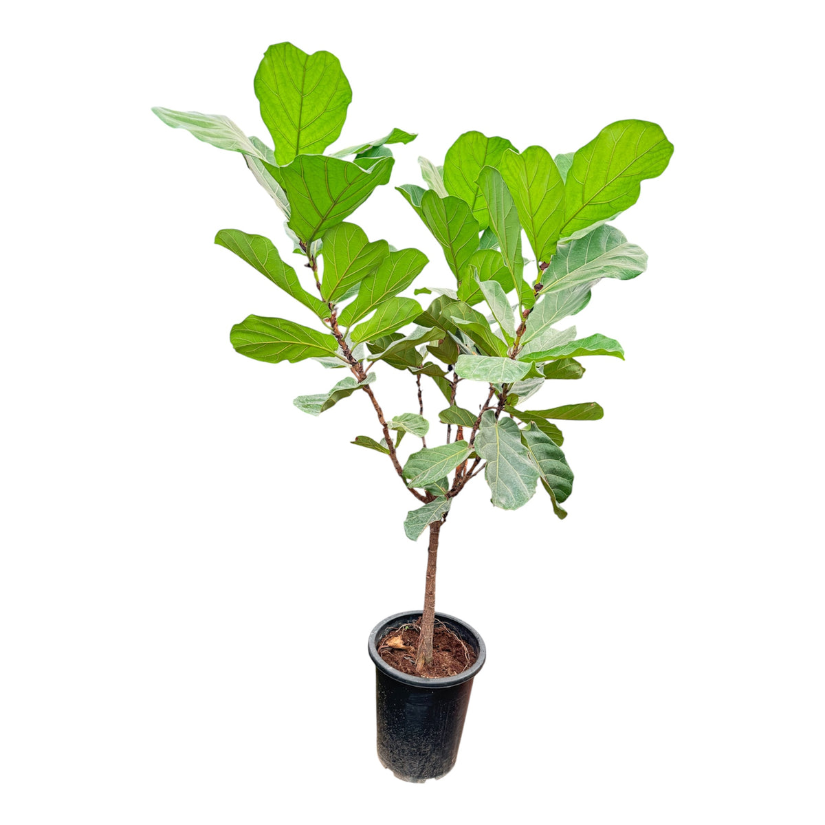 Fiddle Leaf Fig (Ficus lyrata) – 200 cm Height (Including Nursery Pot)