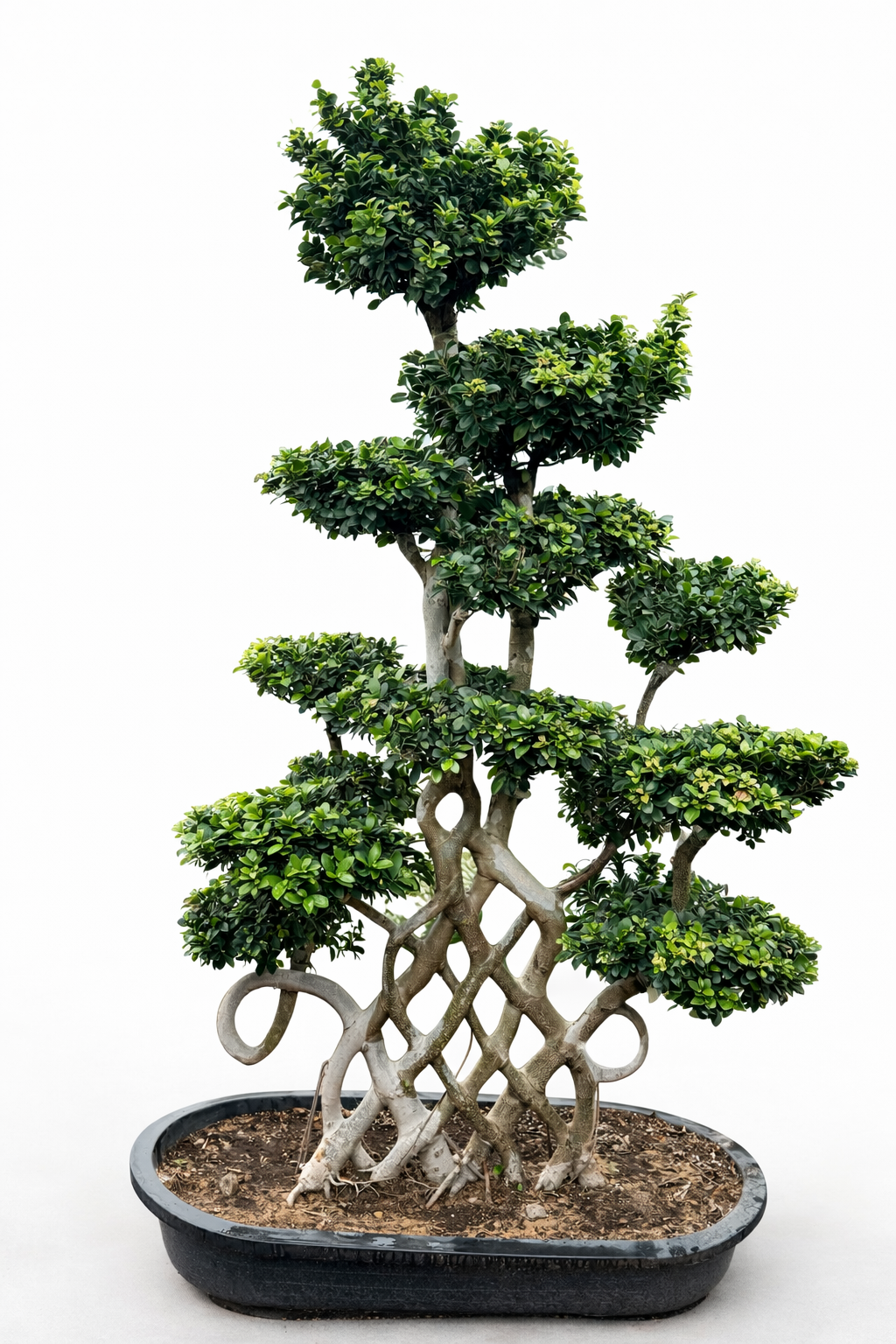 Designer Bonsai Ficus – 2 Meter Height
