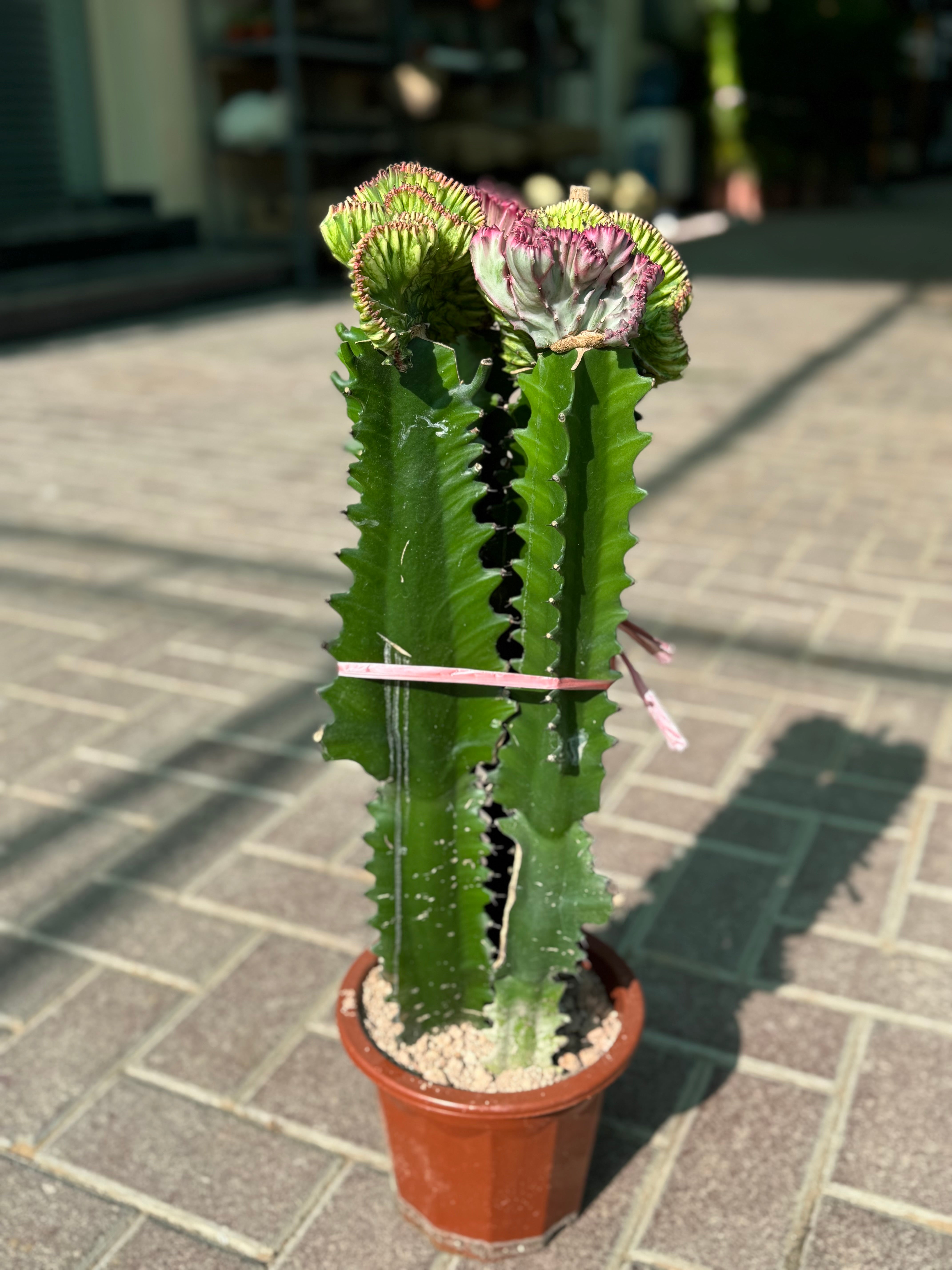 Cactus 40 cm – Unique Crested Beauty (Nursery Pot)