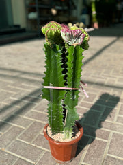 Cactus 40 cm – Unique Crested Beauty (Nursery Pot)