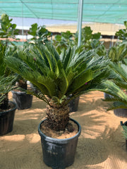 Cycas / sago palm nursery pot 140 cm