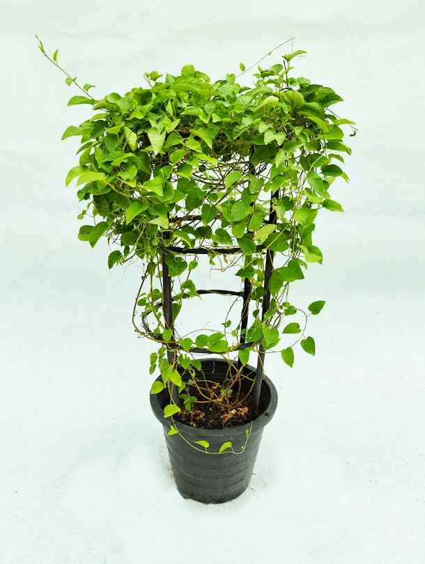 Jacquemontia Climber