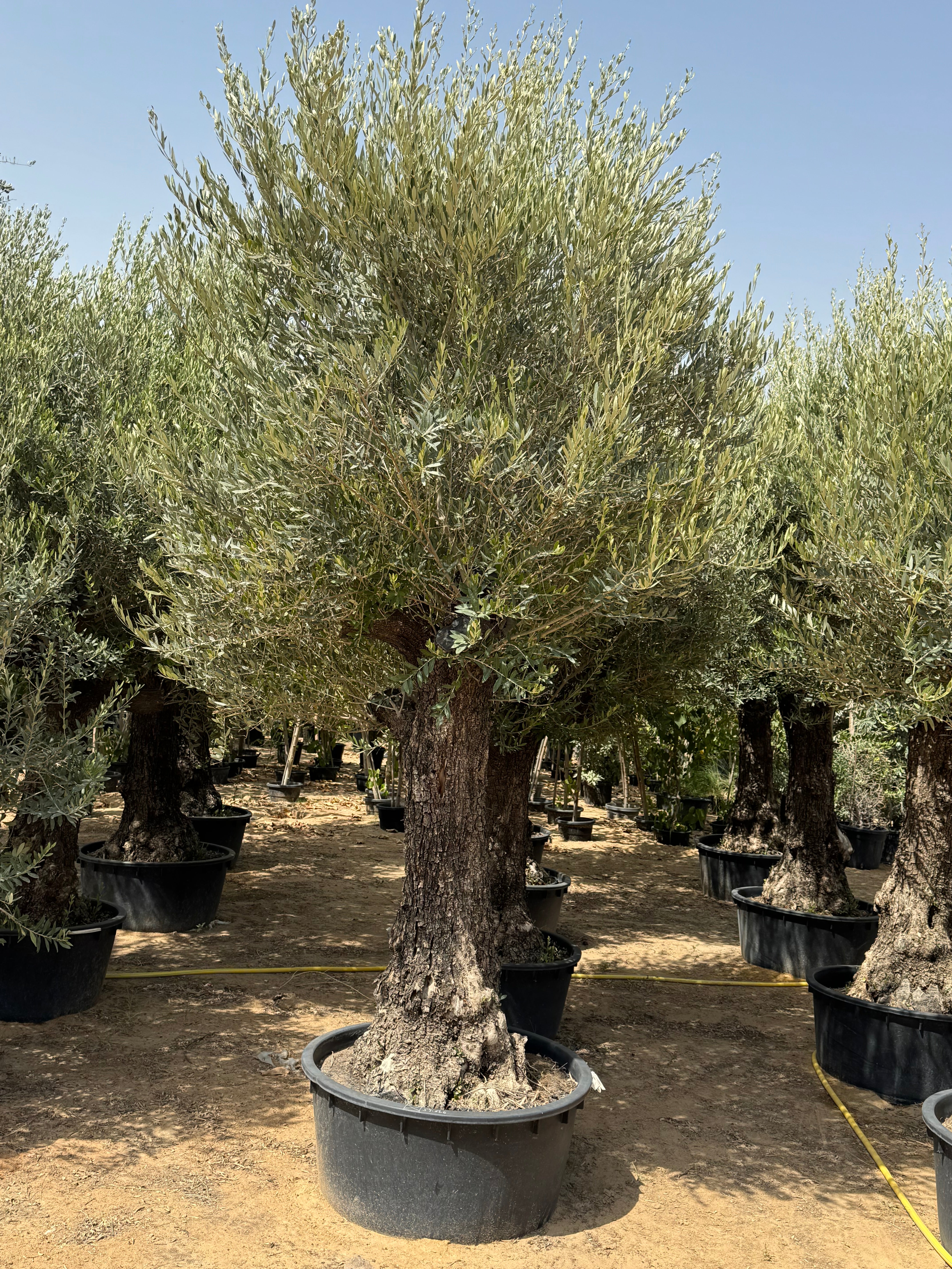 3M Old Trunk Olive Tree (Including Nursery Pot)